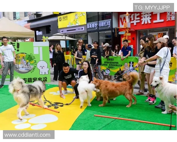 狗狗足球打气的快乐时光与萌宠互动的趣味体验